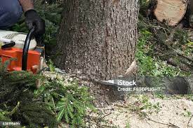 Best Tree Preservation Services  in Denmark, WI