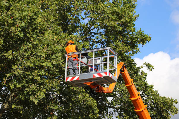 Best Tree Disease Treatment  in Denmark, WI