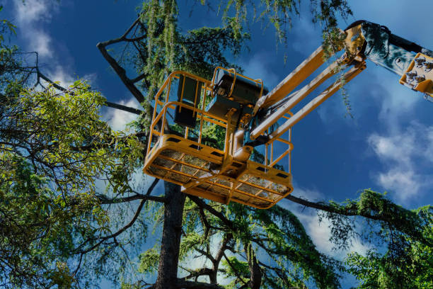Denmark, WI Tree Services Company