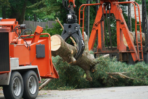 How Our Tree Care Process Works  in  Denmark, WI